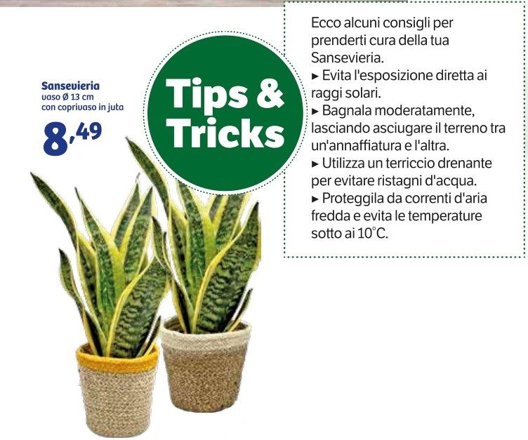 Sansevieria