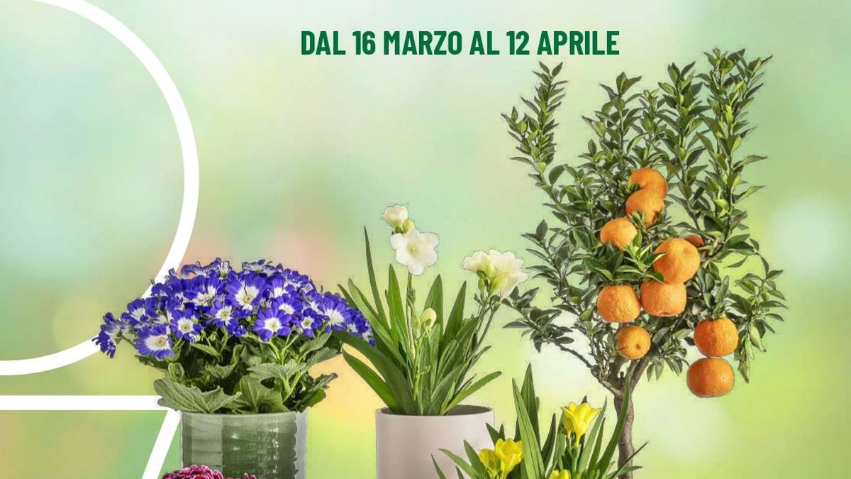 Volantino Iper Giardino in fiore dal 16 marzo 2026